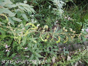2023-09・21　散歩道脇で咲く花 (1).jpg