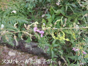 2023-09・21　散歩道脇で咲く花 (2).jpg