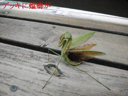 2023-09・21　郷山の昆虫達 (1).jpg
