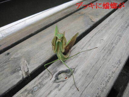2023-09・21　郷山の昆虫達 (2).jpg