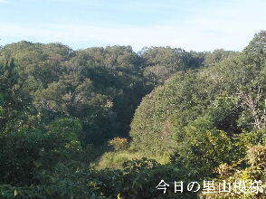 2023-10.04　今日の里山模様 (2).jpg