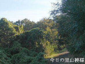 2023-10.04　今日の里山模様 (6).jpg