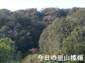 2023-10.30　今日の里山模様 (2).jpg