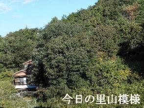 2023-10.30　今日の里山模様 (5).jpg