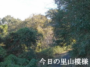 2023-10.30　今日の里山模様 (6).jpg