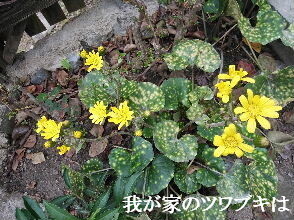 2023-10.30　我が家のツワブキは (1).jpg