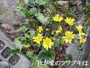 2023-10.30　我が家のツワブキは (2).jpg