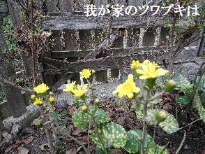 2023-10.30　我が家のツワブキは (3).jpg