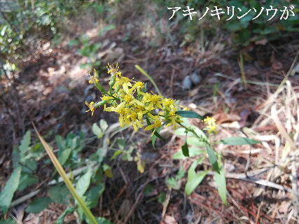 2023-10.30　散歩道脇で咲く花 (1).jpg