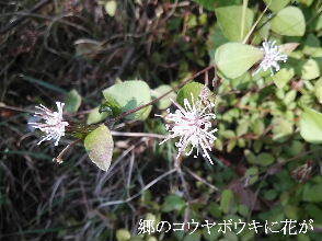 2023-10.30　散歩道脇で咲く花 (3).jpg