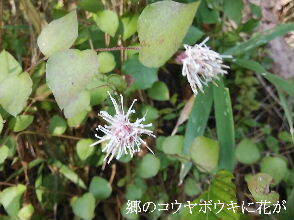 2023-10.30　散歩道脇で咲く花 (4).jpg