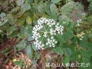 2023-10.30　散歩道脇で咲く花 (5).jpg