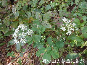 2023-10.30　散歩道脇で咲く花 (6).jpg
