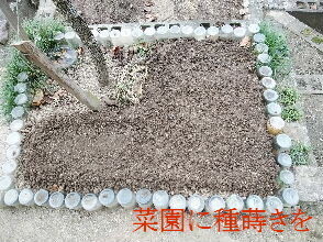 2023-10.30　菜園作業を (1).jpg