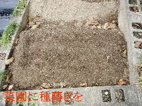 2023-10.30　菜園作業を (2).jpg