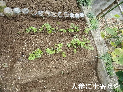 2023-10.30　菜園作業を (3).jpg