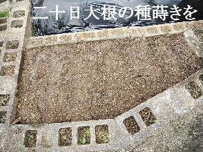 2023-10.30　菜園作業を (5).jpg