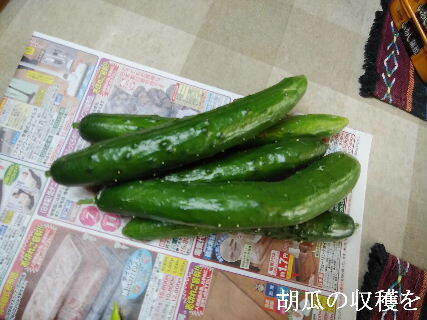2023-10.31　今日の収穫 (2).jpg