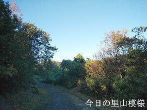 2023-10.31　今日の里山模様 (4).jpg