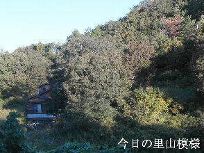 2023-10.31　今日の里山模様 (5).jpg