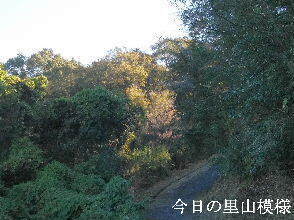 2023-10.31　今日の里山模様 (6).jpg