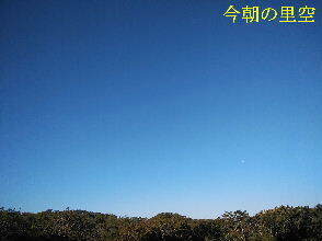 2023-10.31　今朝の里空 (2).jpg
