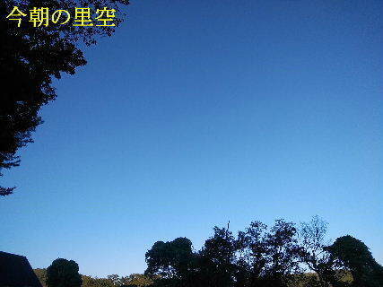 2023-10.31　今朝の里空 (5).jpg