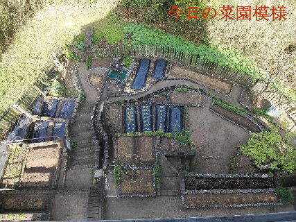 2024-04.17　今日の菜園模様.jpg