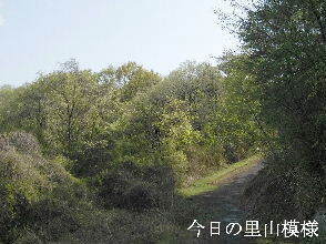 2024-04.17　今日の里山模様 (8).jpg
