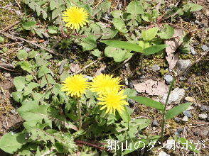 2024-04.17　散歩道脇で咲く花 (2).JPG