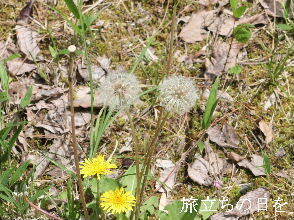 2024-04.17　散歩道脇で咲く花 (3).JPG