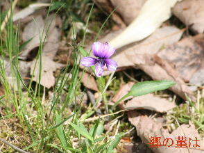 2024-04.17　散歩道脇で咲く花 (8).JPG