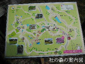 2024-04.17　社の森公園にて (13).jpg