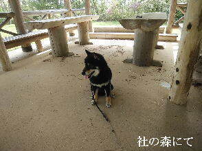 2024-04.17　社の森公園にて (6).jpg