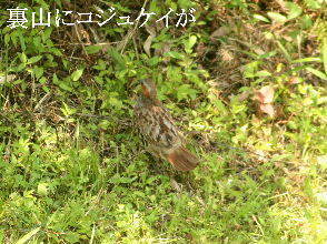 2024-07.06　郷山の野鳥達 (1).JPG