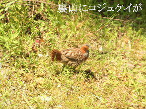 2024-07.06　郷山の野鳥達 (2).JPG