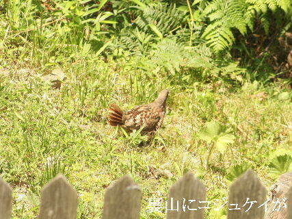 2024-07.06　郷山の野鳥達 (3).JPG