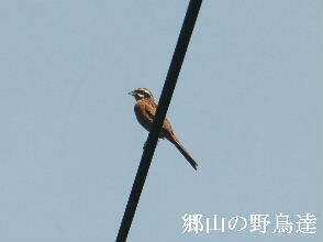 2024-07.07　郷山の野鳥達 (1).JPG