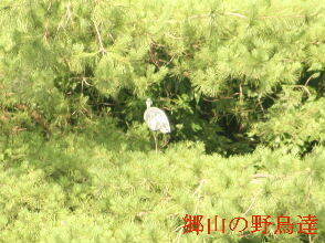 2024-07.07　郷山の野鳥達 (2).JPG