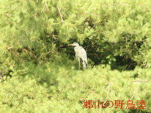 2024-07.07　郷山の野鳥達 (3).JPG