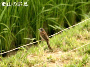 2024-07.09　郷山の野鳥達.JPG