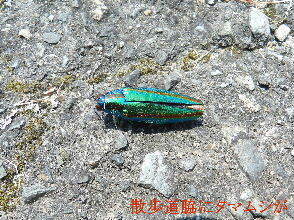 2024-08.06　散歩道での出遭い (5).JPG