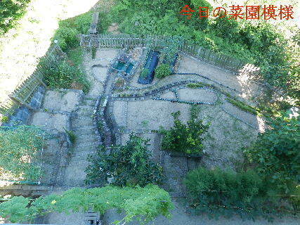 2024-08.08　今日の菜園模様.JPG