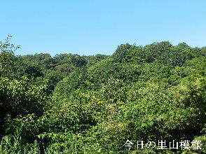 2024-08.08　今日の里山模様 (3).JPG