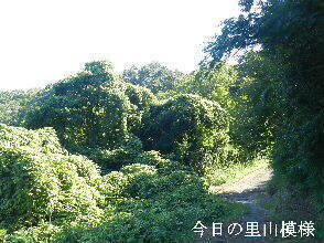 2024-08.08　今日の里山模様 (6).JPG