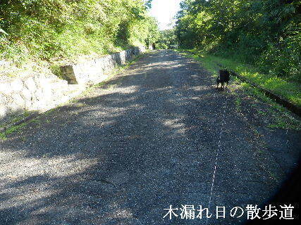 2024-08.08　木漏れ日の散歩道 (1).JPG