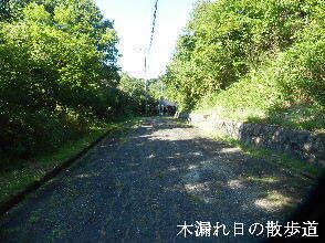 2024-08.08　木漏れ日の散歩道 (2).JPG