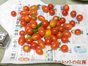 2024-08・09　今日の収穫 (1).JPG