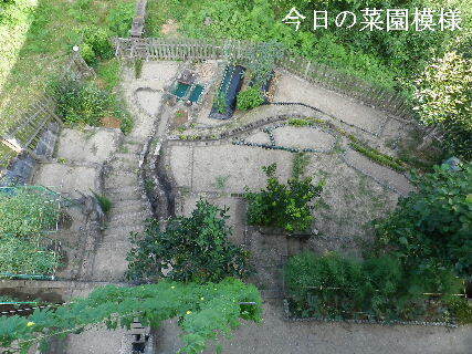 2024-08・10　今日の菜園模様.JPG