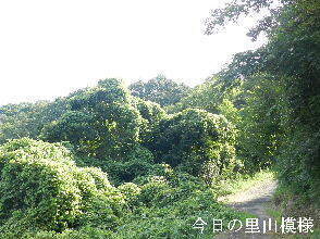 2024-08・10　今日の里山模様 (6).JPG